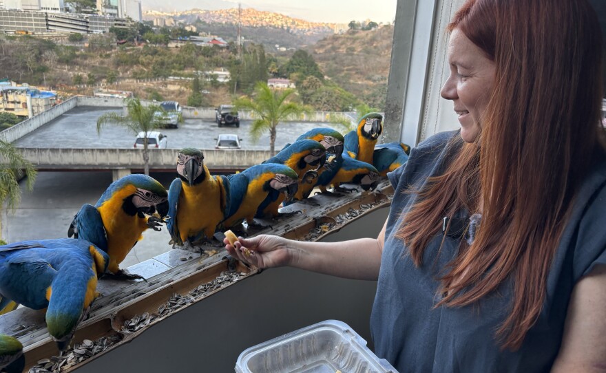 Karem Guevara feeds a group of macaws that fly up to her home in Caracas, Venezuela. The macaws visit Guevara every day as the sun sets.