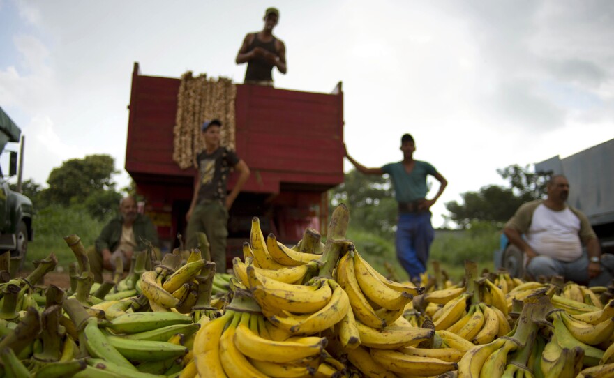 Banana growers at a market on the outskirts of Havana, Cuba, on Sept. 30, 2013. Cuba currently imports few fruits and vegetables from the U.S., but the American Farm Bureau says the change in relations may allow for new trade opportunities.