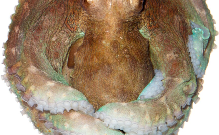 Day Octopus Octopus cyanea Specimen No. 29; mantle is 2 inches long; Dive Gizo, Ghizo Island, Solomon Islands