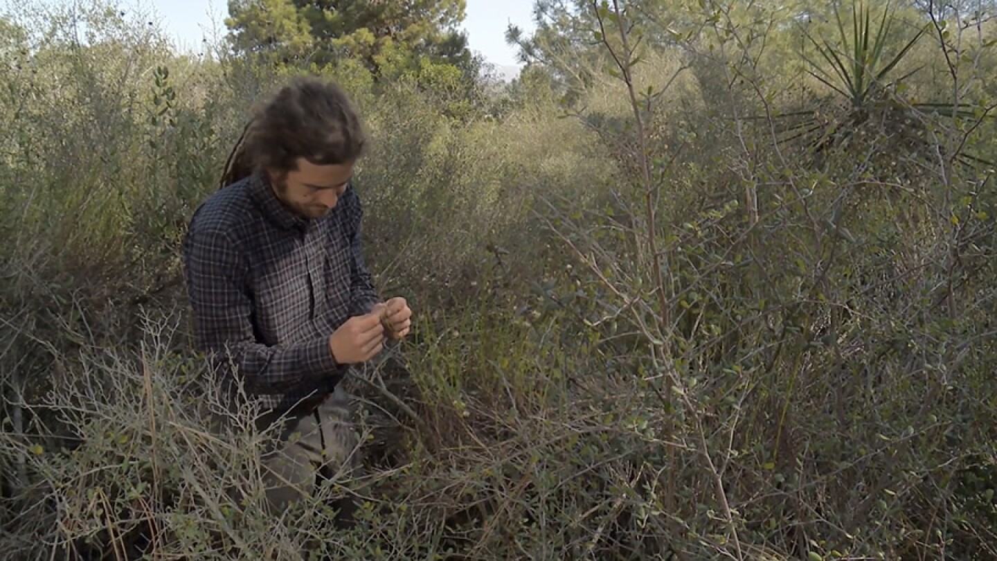 Director of Horticulture at San Diego Botanic Garden Tony Gurnoe shows us baccharis, in Encinitas, Calif.