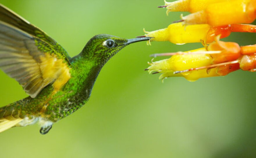 Chestnut-breasted coronet (Boissonneaua matthewsii) drinks from a flower in the Ecuadorian cloud forest. Mino, Ecuador.