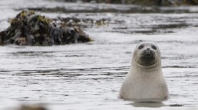 A curious harbor seal pokes its head out from the among the kelp beds.