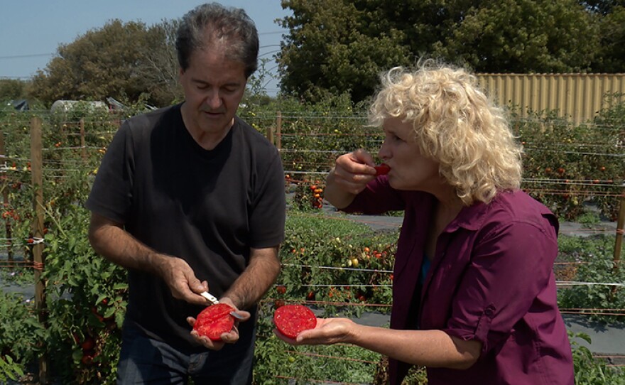 Host Nan Sterman and Doug Heath, senior tomato breeder at Bejo Zaden in San Luis Obispo, Calif., taste a seedless tomato.