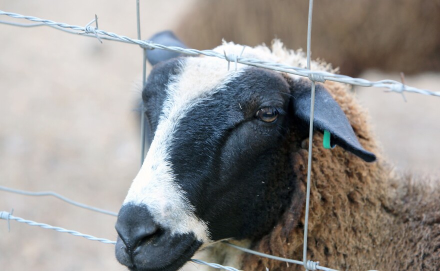 dayspringdairy_mckinneym_09_2016_0200_small_custom-0c662f4dcaf47c7a21a9e13174c769e3f1944093.jpg