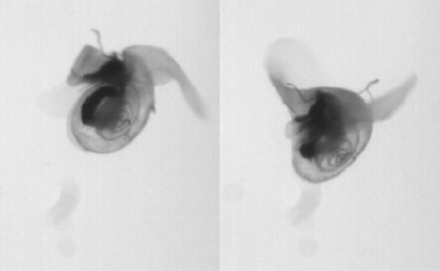 A sea butterfly at different stages of a wing beat.