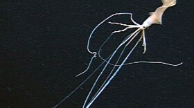 A 17-foot-long deep sea squid swimming off the island of Oahu.  For more than 50 years scientists experimented on squid nerve cells, believing they were good models for the human nervous system.