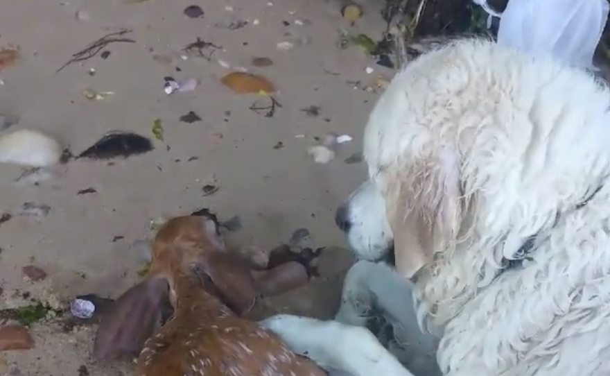 Storm, an English golden retriever, rescued a baby deer from the Long Island Sound on Sunday.