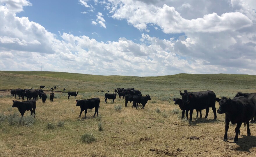 Some of the cattle grazing on the Persson Ranch are tracked using blockchain technology, which may allow consumers to know where their meat comes from and more.