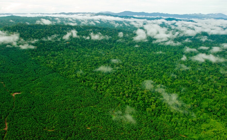 A forest eaten away by oil: The Borneo rain forest has been clear-cut faster than any other tropical forest, with nearly a third destroyed since the 1980s. Large companies and small shareholders have turned a big chunk of that land into palm oil plantations.