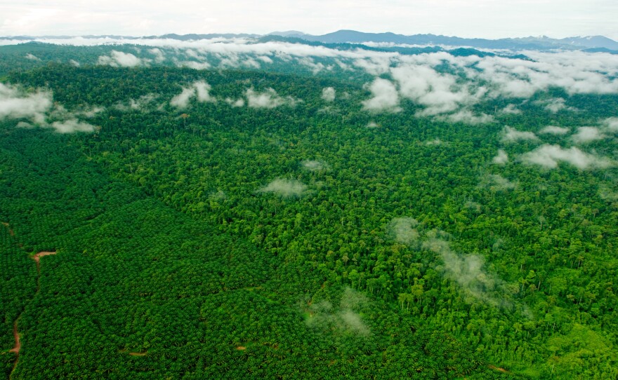 A forest eaten away by oil: The Borneo rain forest has been clear-cut faster than any other tropical forest, with nearly a third destroyed since the 1980s. Large companies and small shareholders have turned a big chunk of that land into palm oil plantations. 