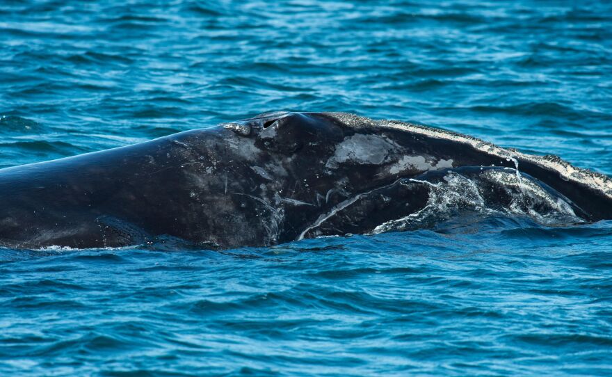 Scars mark the body of a large right whale in Cape Cod Bay, off the coast of Massachusetts, in April 2022.