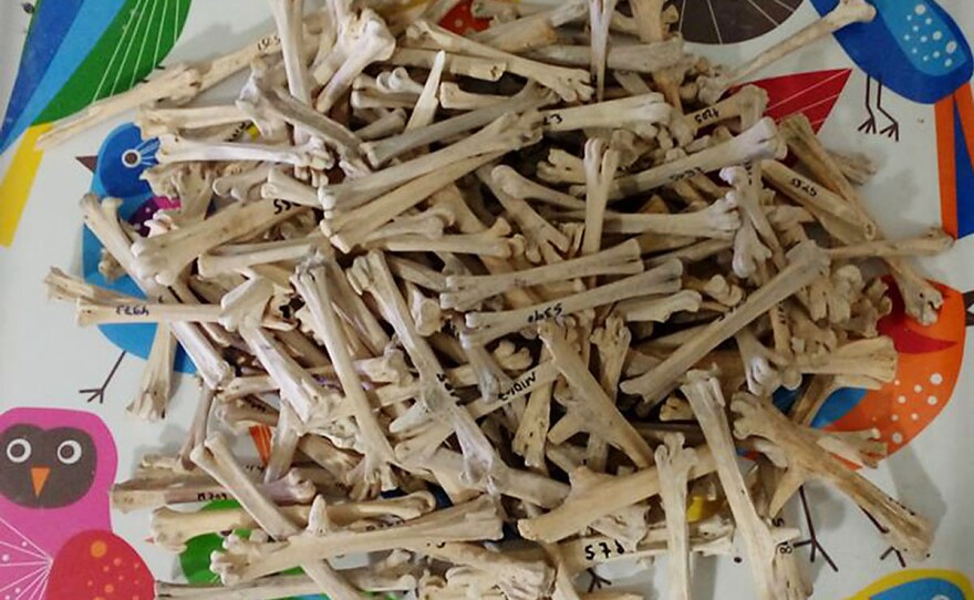 Tarsometatarsus chicken bones ready to be analyzed at the zooarchaeology lab, Zinman Institute of Archaeology, University of Haifa.