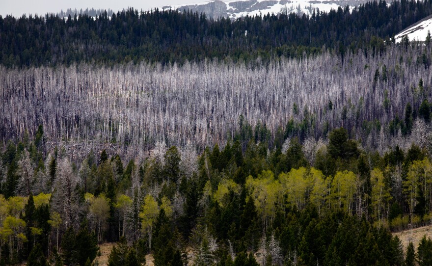 Dead trees mark the path of the 2003 Winslow fire. Conservationists have considered the fire beneficial for the steppe habitat of the Centennial Valley. Smaller, contained fires like this one have been a crucial part of this ecosystem for thousands of years.