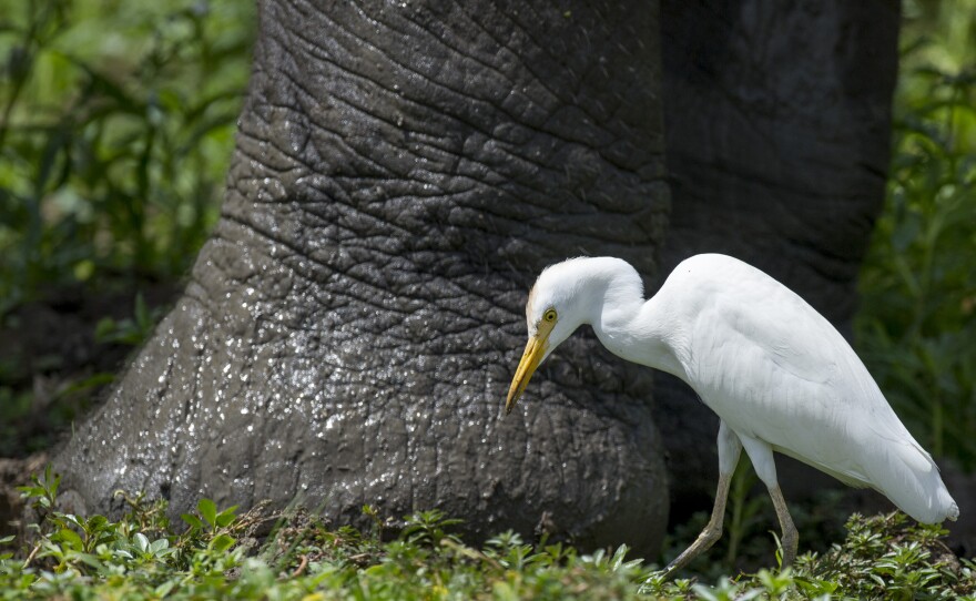 The Western cattle egret is often seen near the legs of elephants and other large mammals, feeding on the insects disturbed by the movement of the bird's much larger partner.