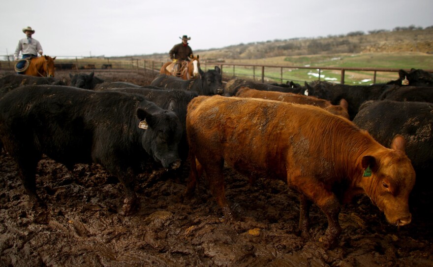 Donnell Brown and another cowboy move a grouping of bulls from one pen to another on ribeye ultrasound day in March at the R.A Brown Ranch.