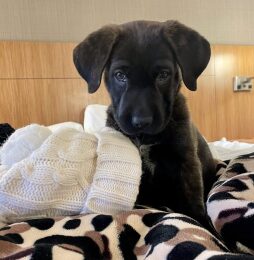 Puppy Love Dog Adoption Event at Swing Social