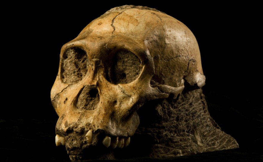 The fossil of <em>Australopithecus sediba</em> could be the long-sought transition between ape-like ancestors and the first humans. "It shows a small brain, but a brain that's beginning to reorganize in some ways that resemble our brain," says anthropologist Lee Berger.