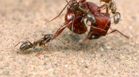 In this 2004 photo, Argentine ants, an aggressive pest species introduced by human commerce to California, attack a native Pogonomyrmex harvester ant. 