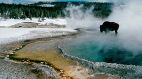A bison stops near Crested Pool in the Upper Geyser Basin of Yellowstone National Park.