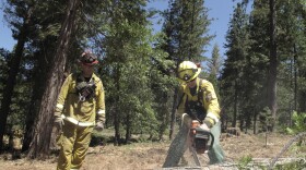 Firefighters with the California Department of Forestry and Fire Protection remove dead trees near Cressman, June 6, 2016.