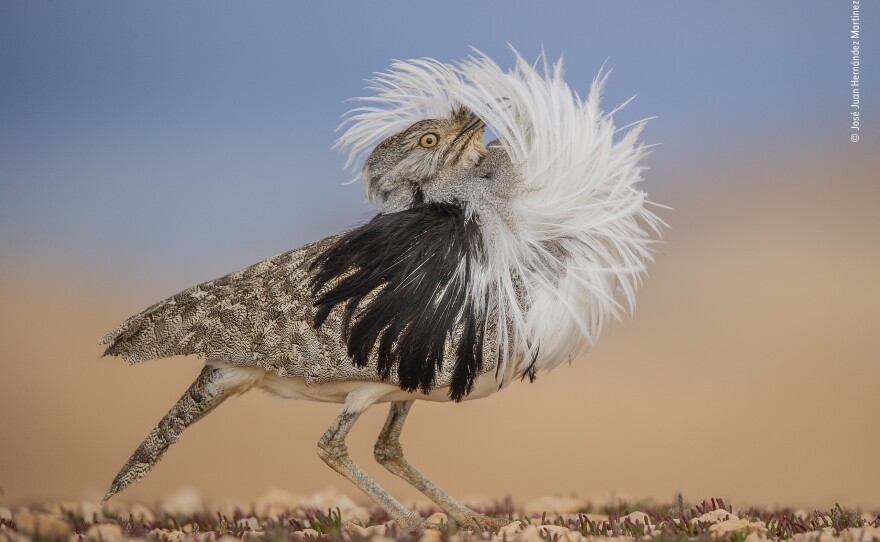 <strong>Animal Portrait Winner</strong>: <em>Puff Perfect.</em> La Oliva, Fuerteventura, Spain. A Canary Islands houbara male returns annually to its courtship site to perform impressive displays.