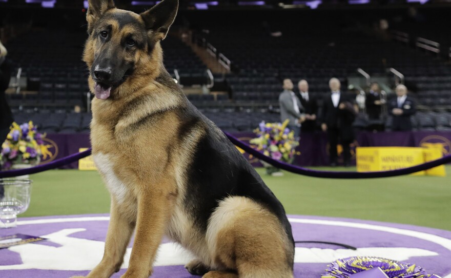 Rumor, a German shepherd, poses for photos after winning Best in Show at the 141st Westminster Kennel Club Dog Show.
