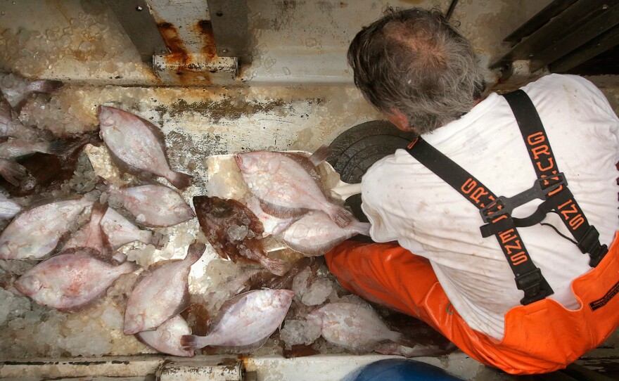 A fisherman shovels grey sole, a type of flounder, out of the hold of a ship at the Portland Fish Pier in Maine, September 2015. New research finds the ability of fish populations to reproduce and replenish themselves is declining across the globe. The worst news comes from the North Atlantic, where most species are declining.