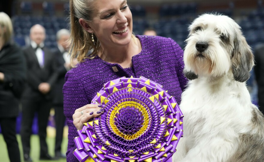 2024 Westminster Dog Show Best In Low Adina Arabele