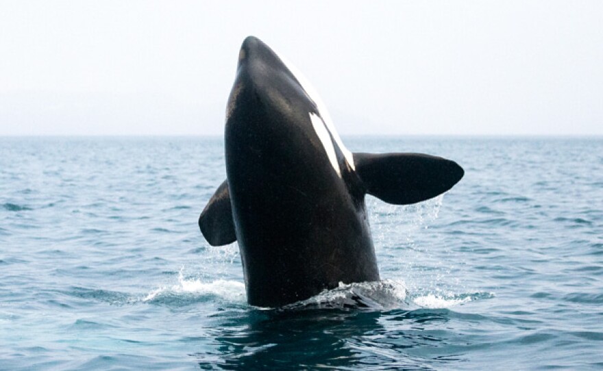 Killer whale jumping.