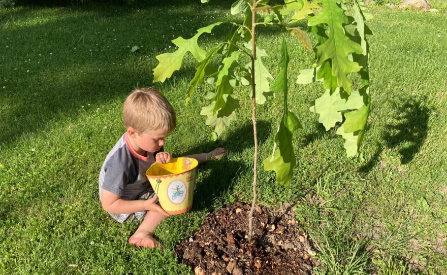 A toddler and a baby tree.