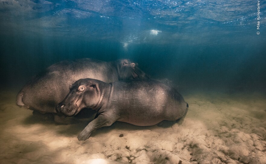 <strong>Underwater Winner: </strong><em>Hippo nursery. </em>Kosi Bay, iSimangaliso Wetland Park, South Africa. A hippopotamus and her two offspring resting in the shallow clear-water lake. Hippos produce one calf every two to three years.