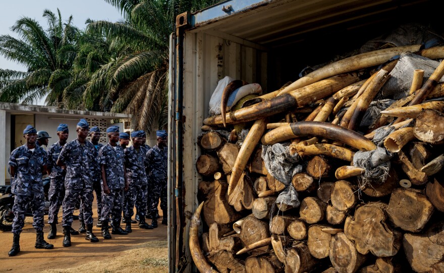 In January 2014, while X-raying a Vietnam-bound container declared to hold cashews, Togolese port authorities saw something unexpected: ivory. Eventually, more than 4 tons were found, Africa's largest seizure since the global ivory trade ban took effect in 1990. DNA suggests that some of the ivory is from elephants killed in May 2013 at Dzanga Bai in the Central African Republic.