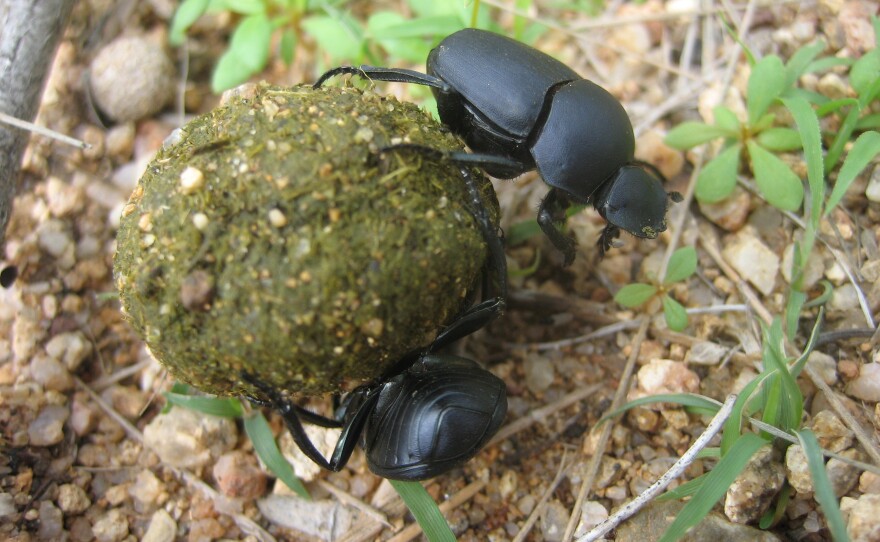 scarab beetle larvae