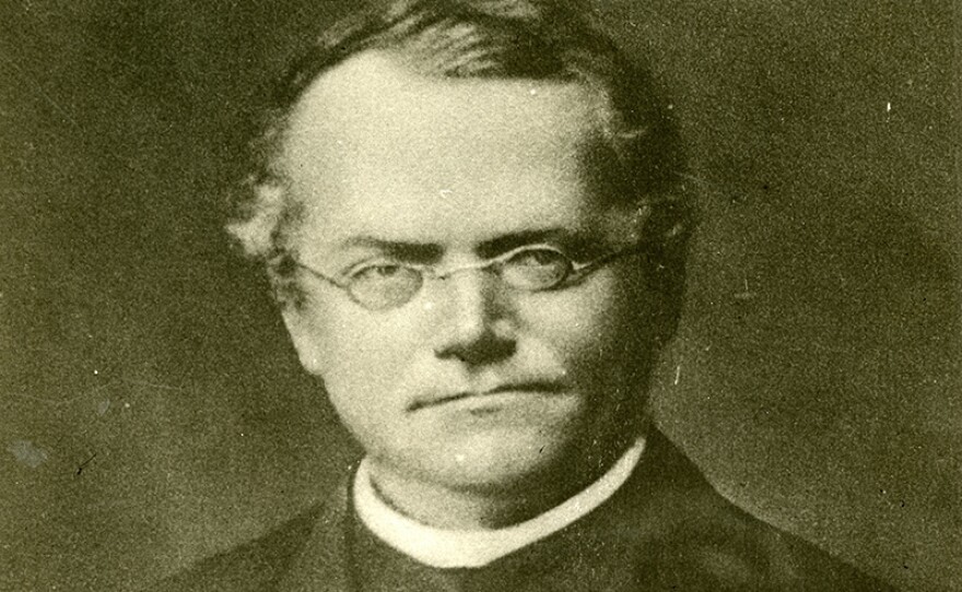 A portrait of Gregor Mendel, a friar at the St. Thomas Monastery in Brno, Moravia. Mendel was recognized after his death as the father of modern genetic science.