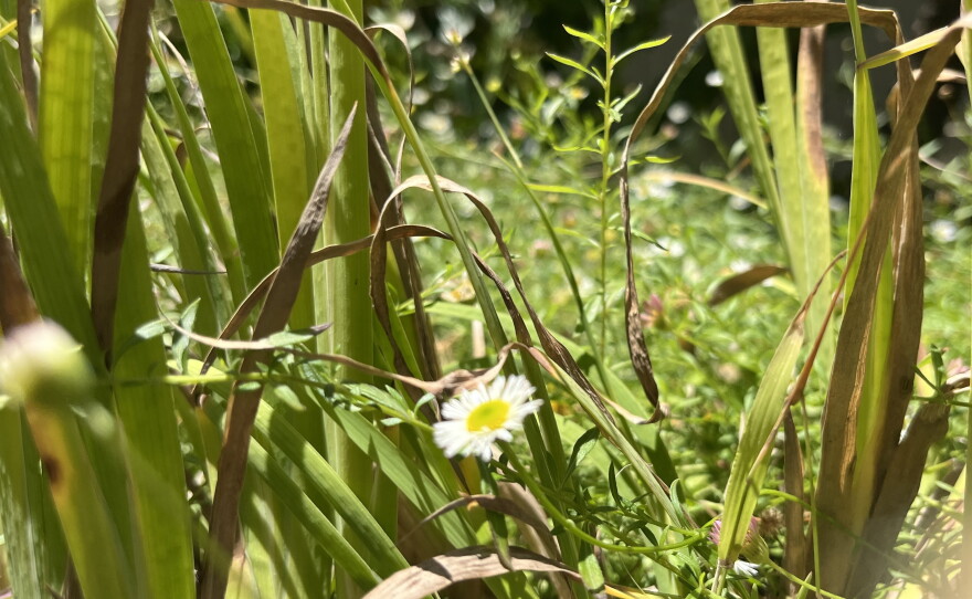 Grasses and flowers grow in a San Diego yard, July 6, 2026.