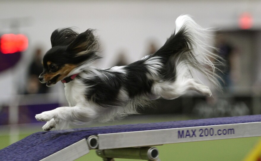 A Papillon speeds down a ramp in the agility ring.