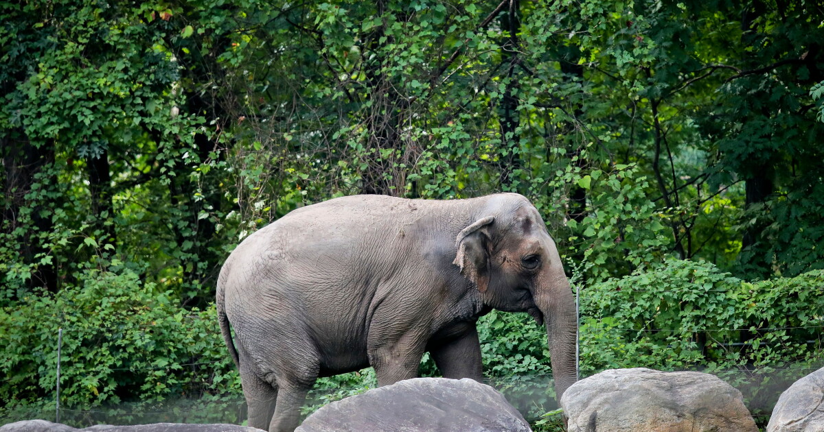 Happy, who taught researchers that elephants can recognize themselves, is euthanized