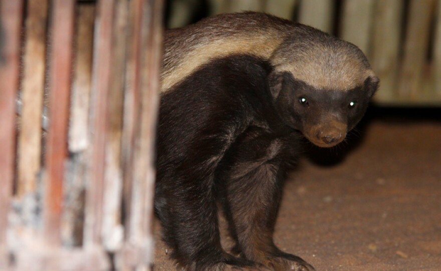 Honey badger appearing by the fireside at a safari camp in the Greater Kruger National Park.