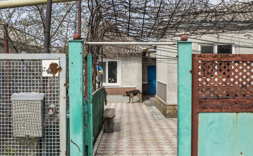 A dog wanders in a yard in Spartak.