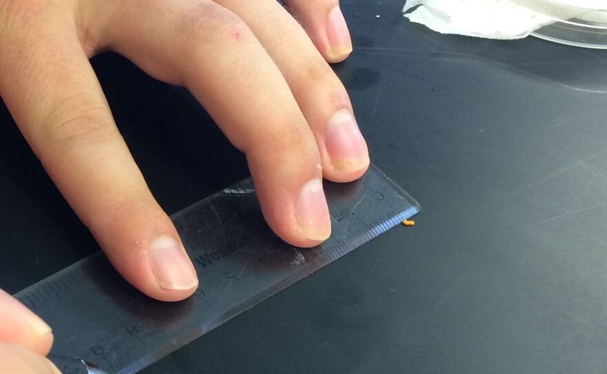 A tiny goldenrod midge maggot with a ruler and hands for scale.