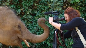 Author Laurel Braitman points her camera at a baby elephant.