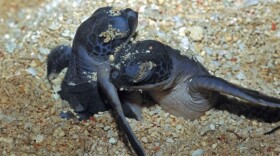 Pacific Leatherback hatchlings emerge from the sand.