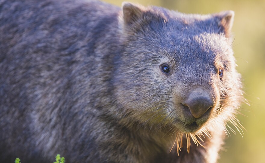 NOVA: Secrets in the Scat | KPBS Public Media NOVA: Secrets in the Scat | KPBS Public Media