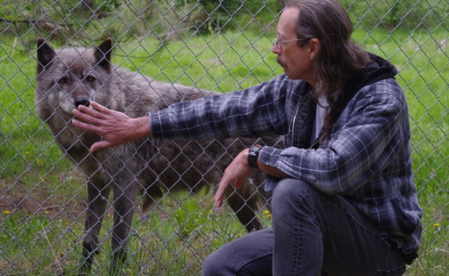 Randy Stewart greets a gray wolf through the chain-link fence at the Wolf Education and Research Center in Winchester, Idaho. Stewart says attitudes toward the species have sharpened in recent years.