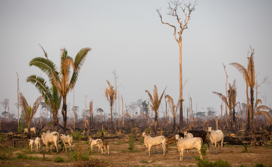 Cattle in a recently deforested and burned area of the Amazon rainforest along the BR-319 on Sept. 25.