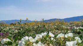 Wildflowers bloom in Anza Borrego State Park on March 9, 2024.