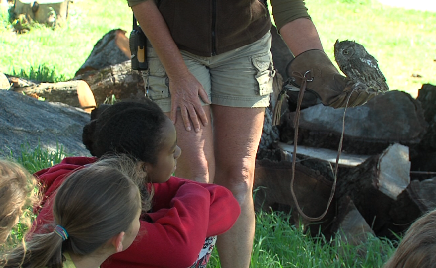 Students look at a Western Screech Owl, March 30, 2017.