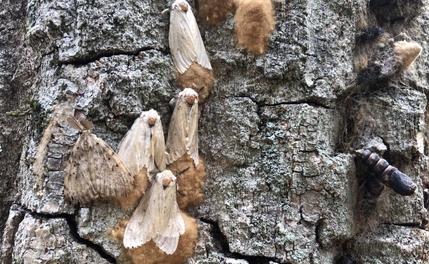 Female spongy moths laying eggs on a tree in Vermont, 2021. The eggs overwinter on the tree and hatch the following spring.