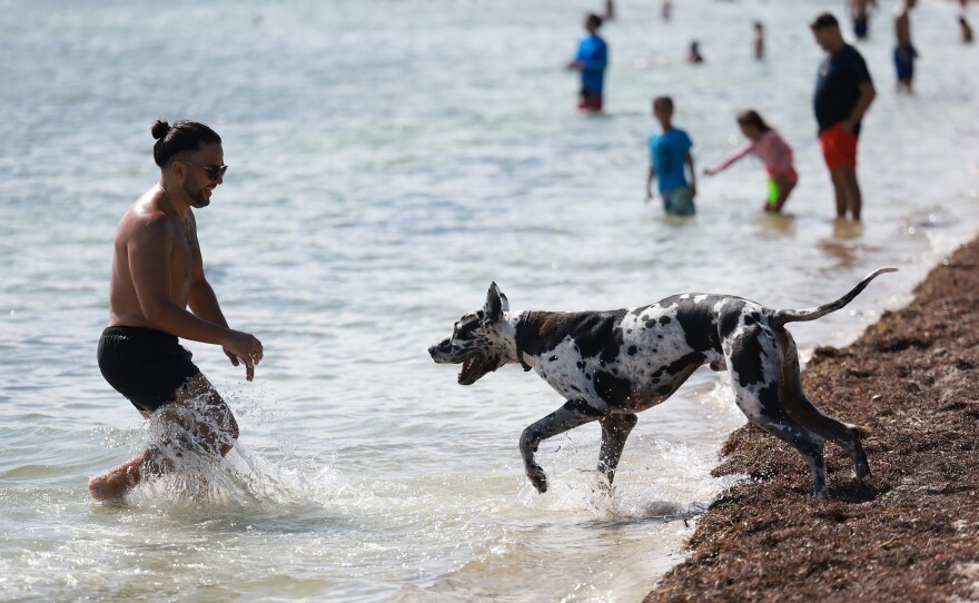 Man and man's best friend cool off in Miami, Florida last month.
