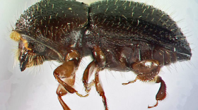 Polyphagous Shot Hole Borer